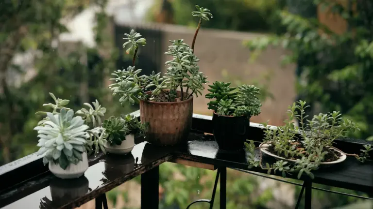 Balkon im Herbst: Pflanzen und Gebäude richtig schützen