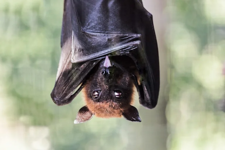 Fledermäuse im August beobachten: sicherer Abendspaziergang