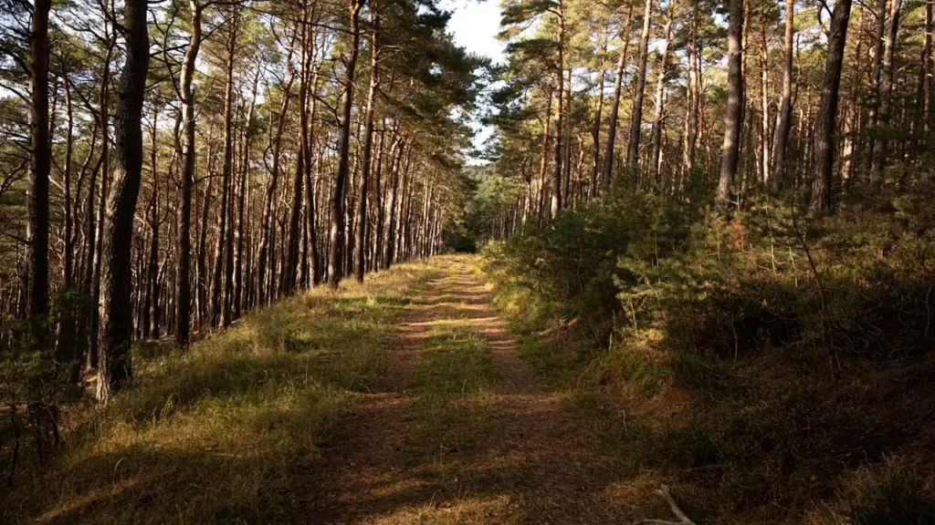 Ein einladender Waldweg im herbstlichen Licht mit goldenen Sonnenstrahlen zwischen den Bäumen.