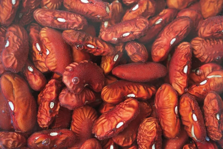 Ofentomaten mit weißen Bohnen: Spätsommer vom Blech