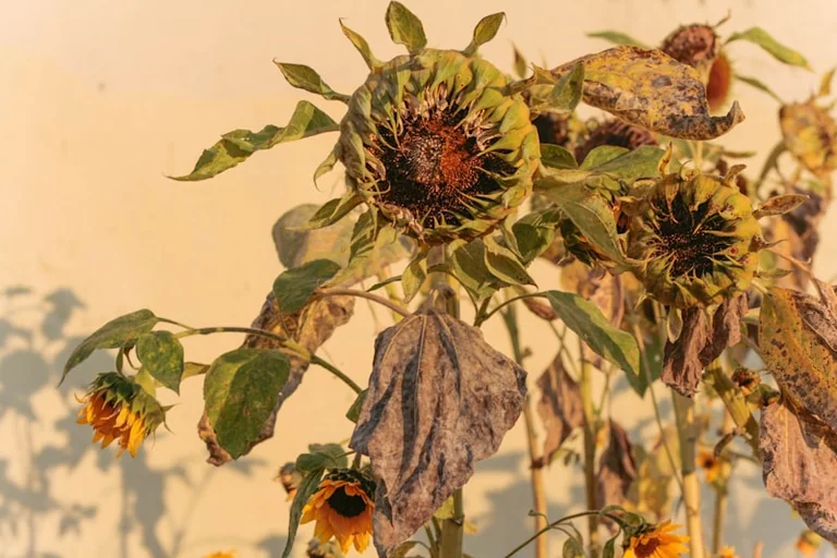 Wetter-Prognose für das letzte August-Wochenende 2026: Endet die Hitze?