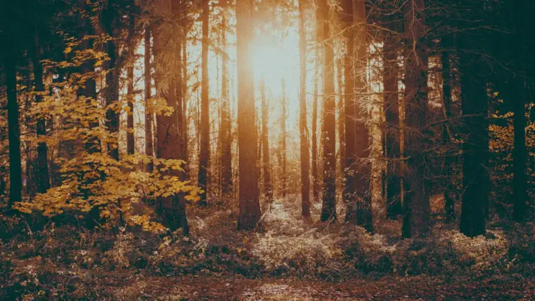 Die Herbstsonne scheint durch die Bäume eines deutschen Waldes bei beginnender herbstlicher Jahreszeit.