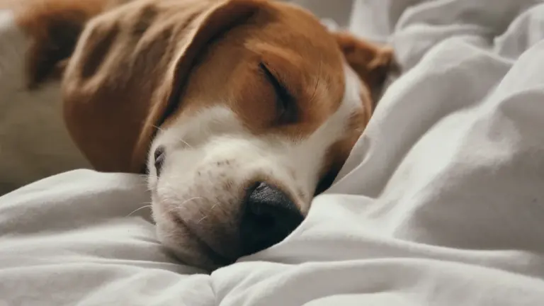 Von einem Hund träumen: Vertrauen und Schutz im Unterbewusstsein