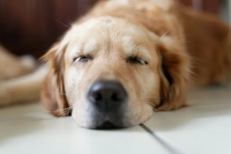Von einem Hund träumen: Vertrauen und Schutz im Unterbewusstsein