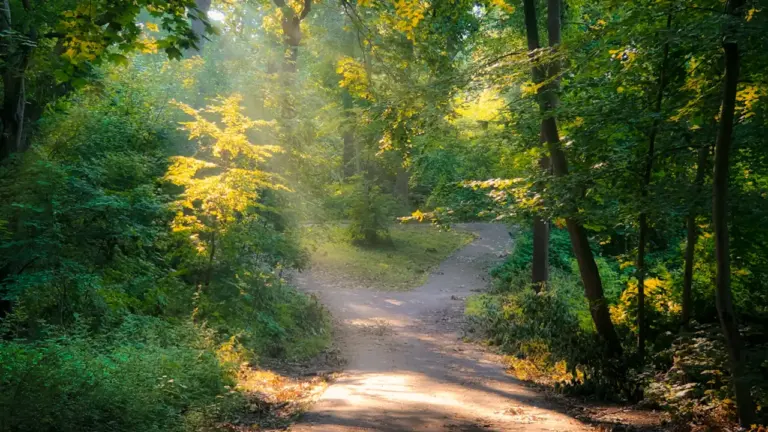 Im Traum durch einen Wald: Was Stimmung und Weg verraten