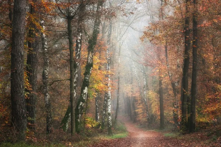 Im Traum durch einen Wald: Was Stimmung und Weg verraten