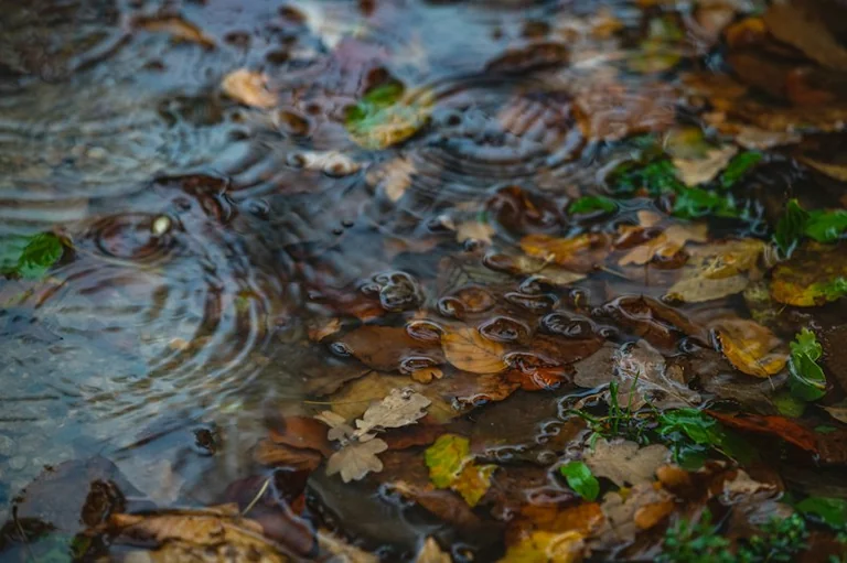 Nasses Herbstlaub: Wo Wege und Straßen rutschig werden